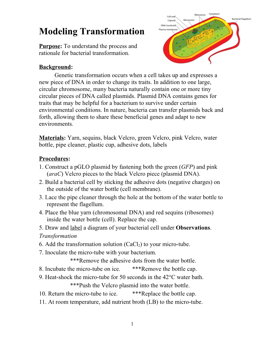 Purpose: to Understand the Process and Rationale for Bacterial Transformation