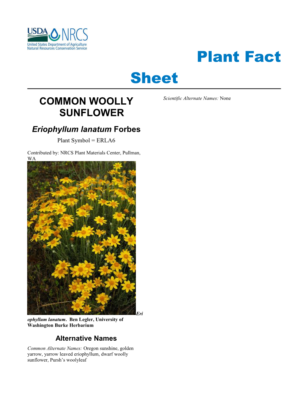 Plant Fact Sheet for Common Woolly Sunflower