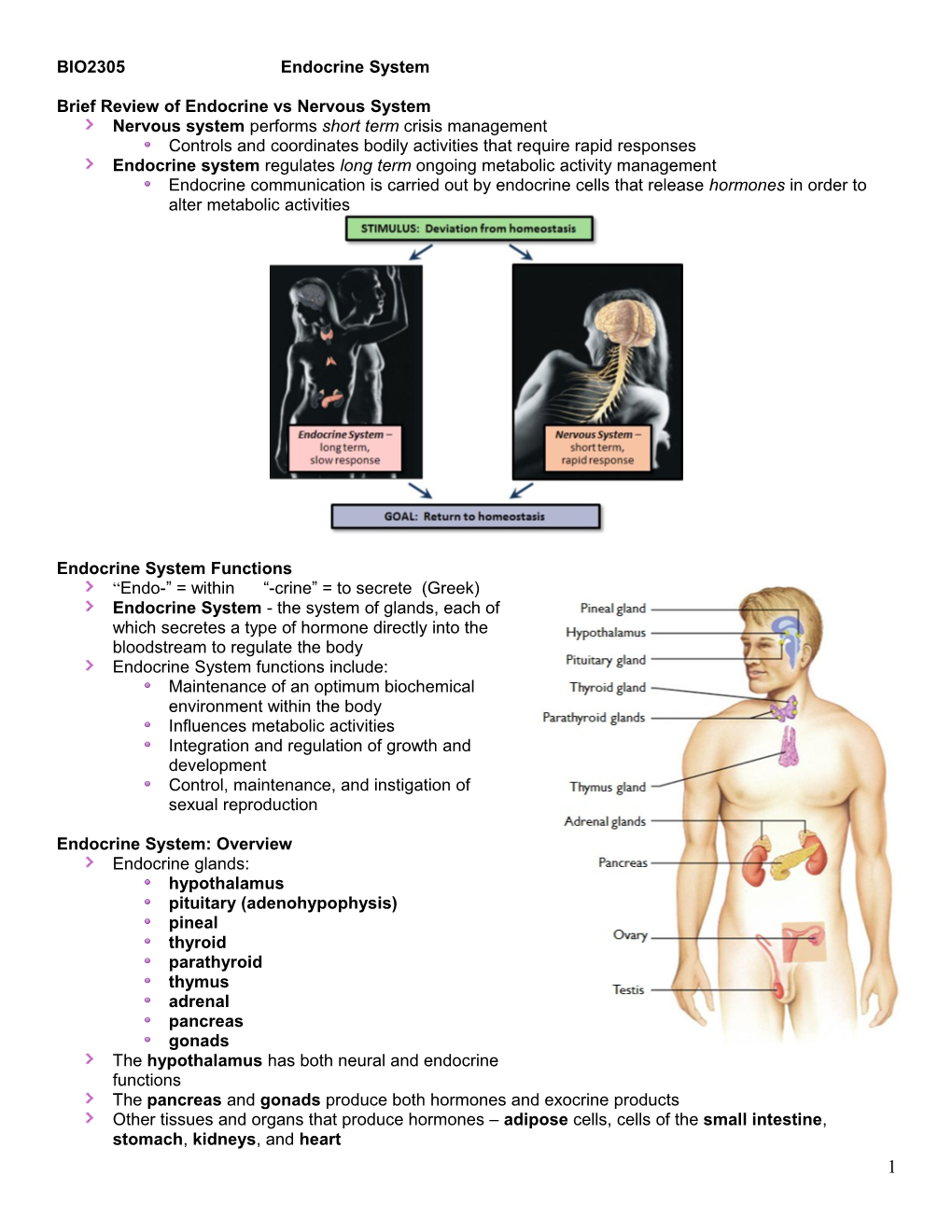 The Endocrine System s1