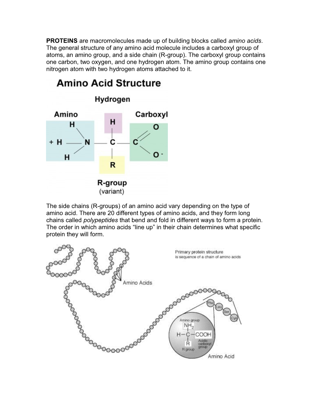 PROTEINS Are Macromolecules Made up of Several Building Blocks Called Amino Acids