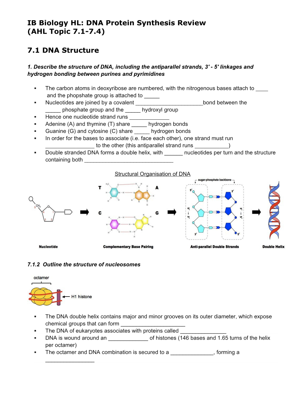 IB Biology HL: DNA Protein Synthesis Review