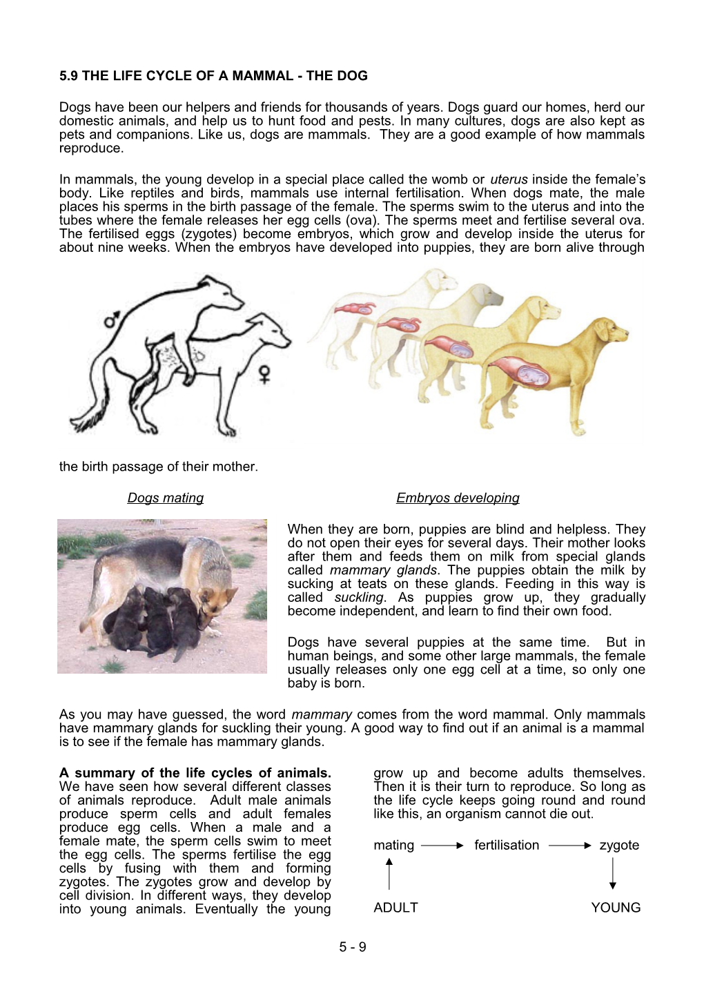 5.9 the Life Cycle of a Mammal - the Dog