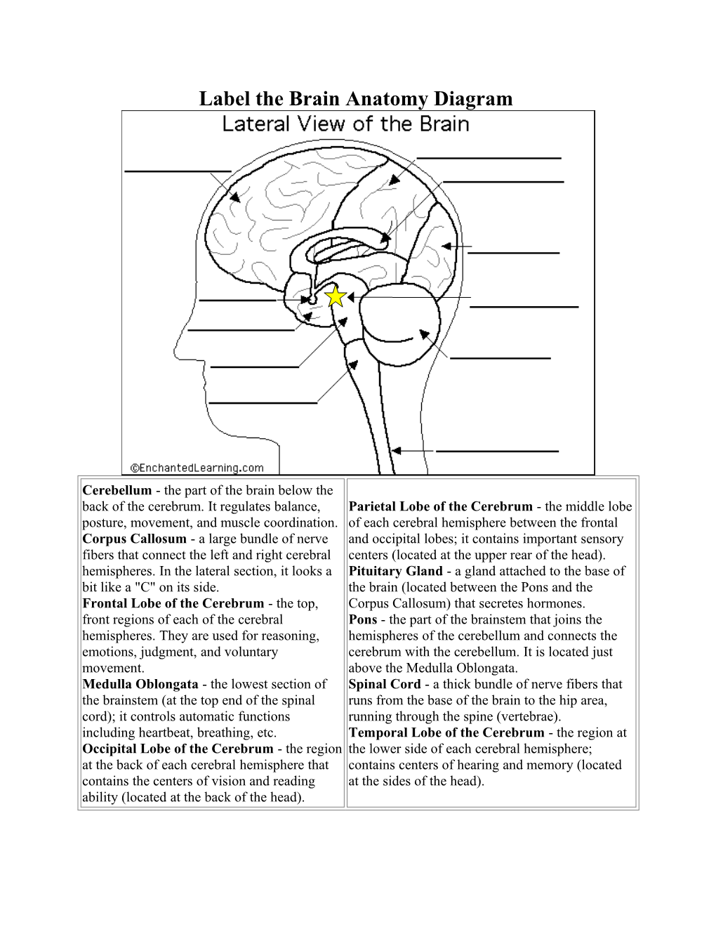 Label the Brain Anatomy Diagram