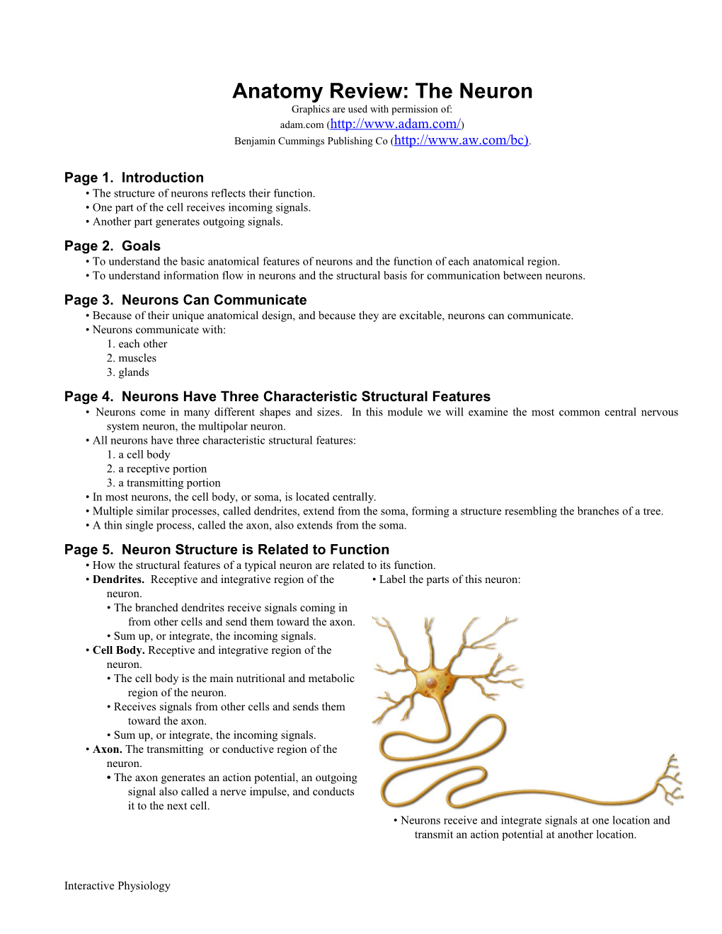 Anatomy Review: the Neuron