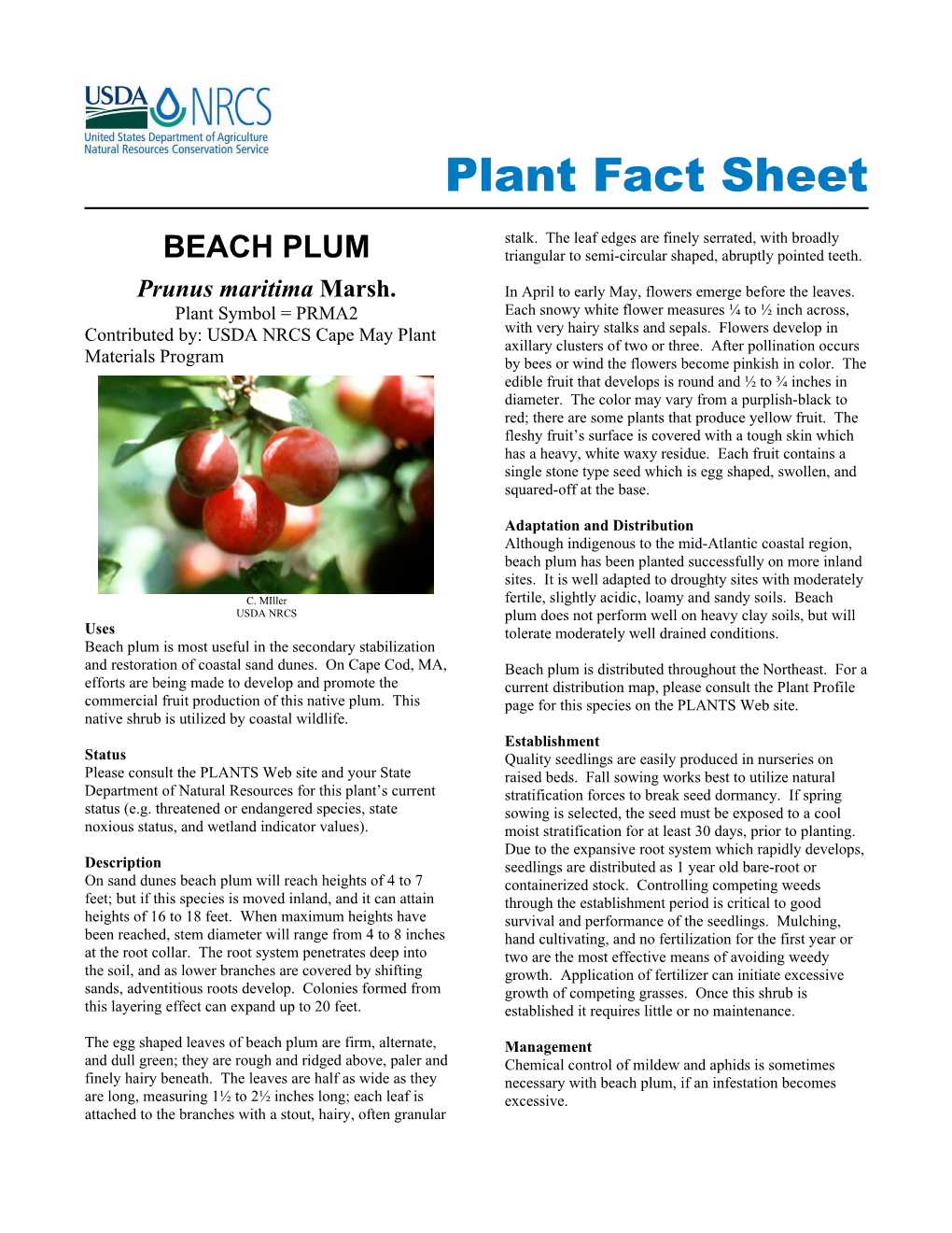 BEACH PLUM Plant Fact Sheet