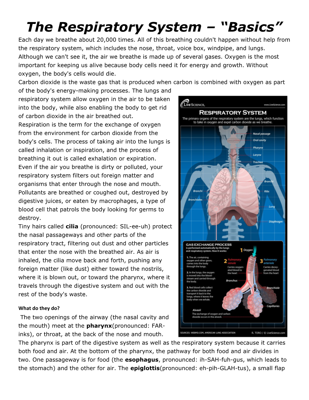 The Respiratory System Basics
