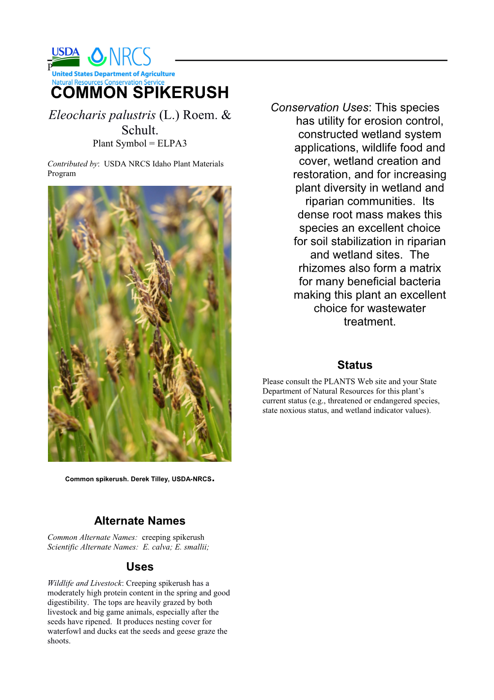 Plant Guide for Common Spikerush (Eleocharis Palustris)