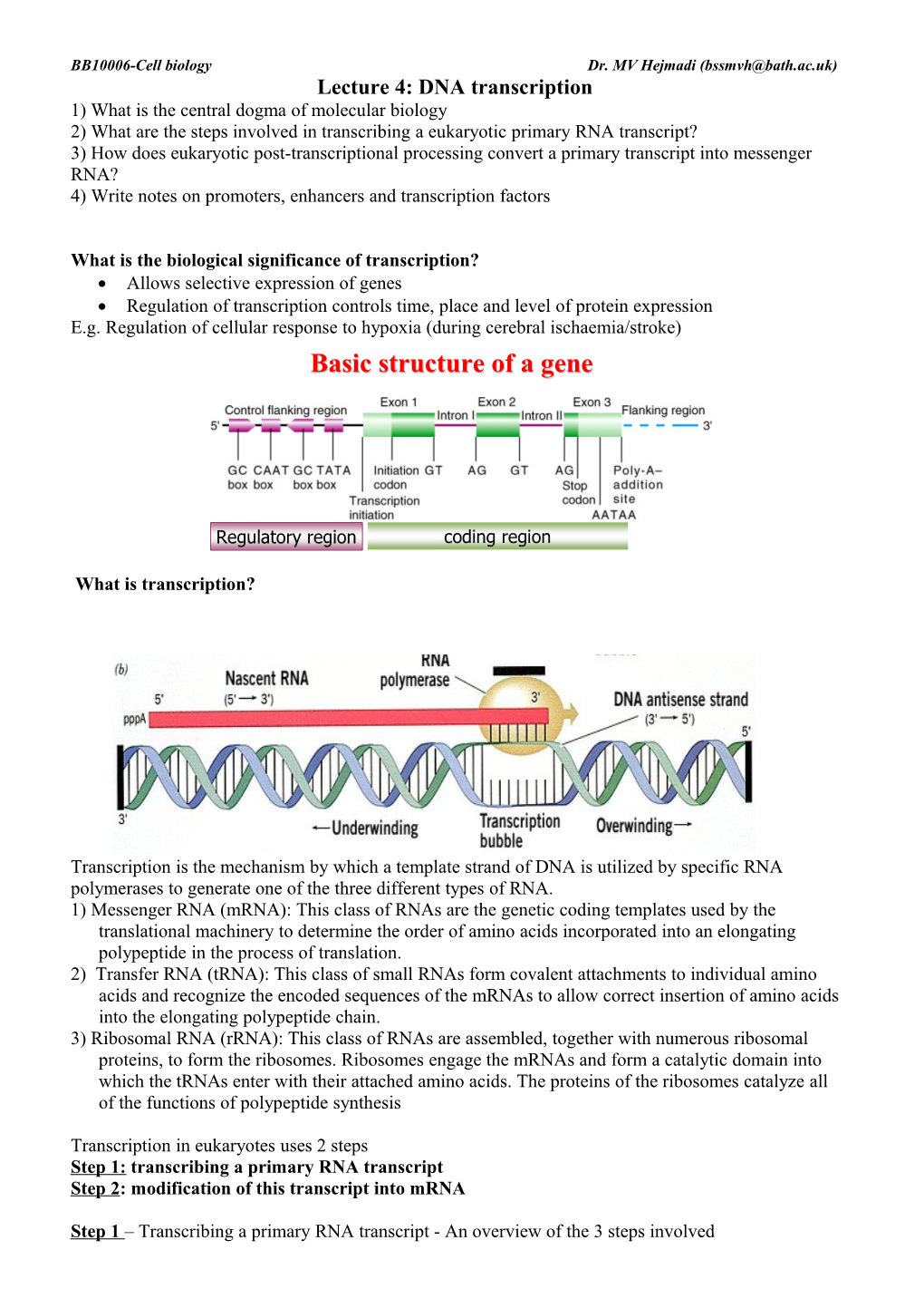 Lecture 4: DNA Transcription