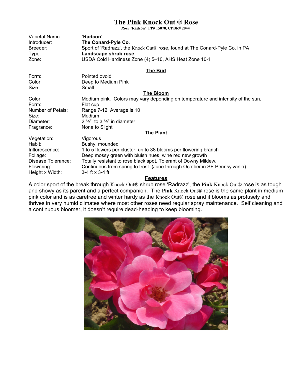 The Pink Knock out Rose