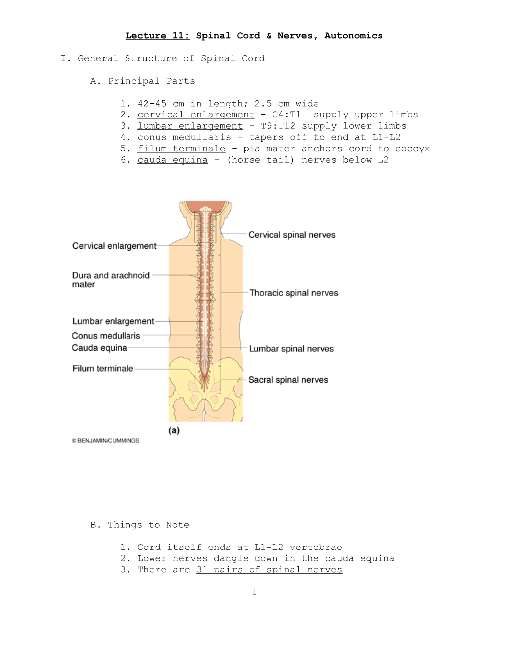 Lecture 11: Spinal Cord & Nerves, Autonomics