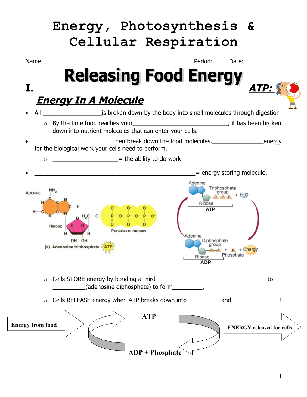 Energy, Photosynthesis & Cellular Respiration