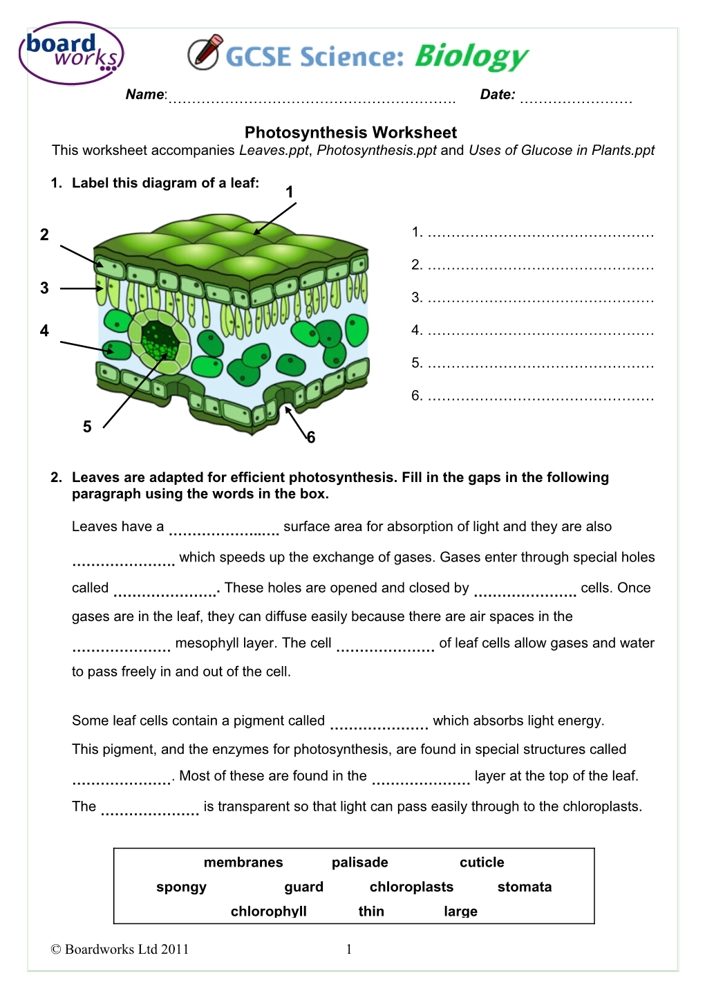 1. Label This Diagram of a Leaf