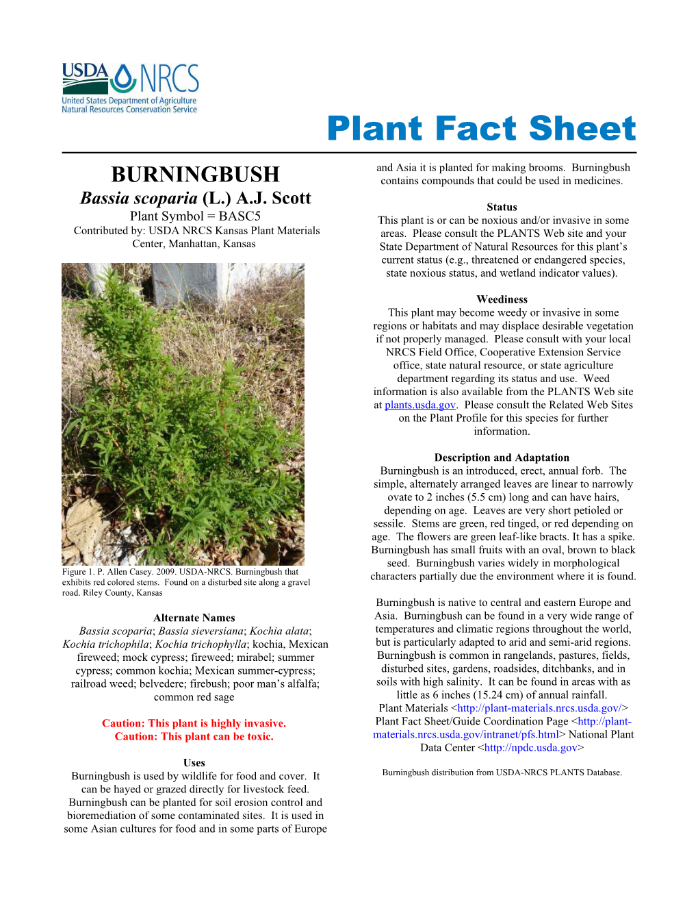 Burningbush (Bassia Scoparia) Plant Fact Sheet