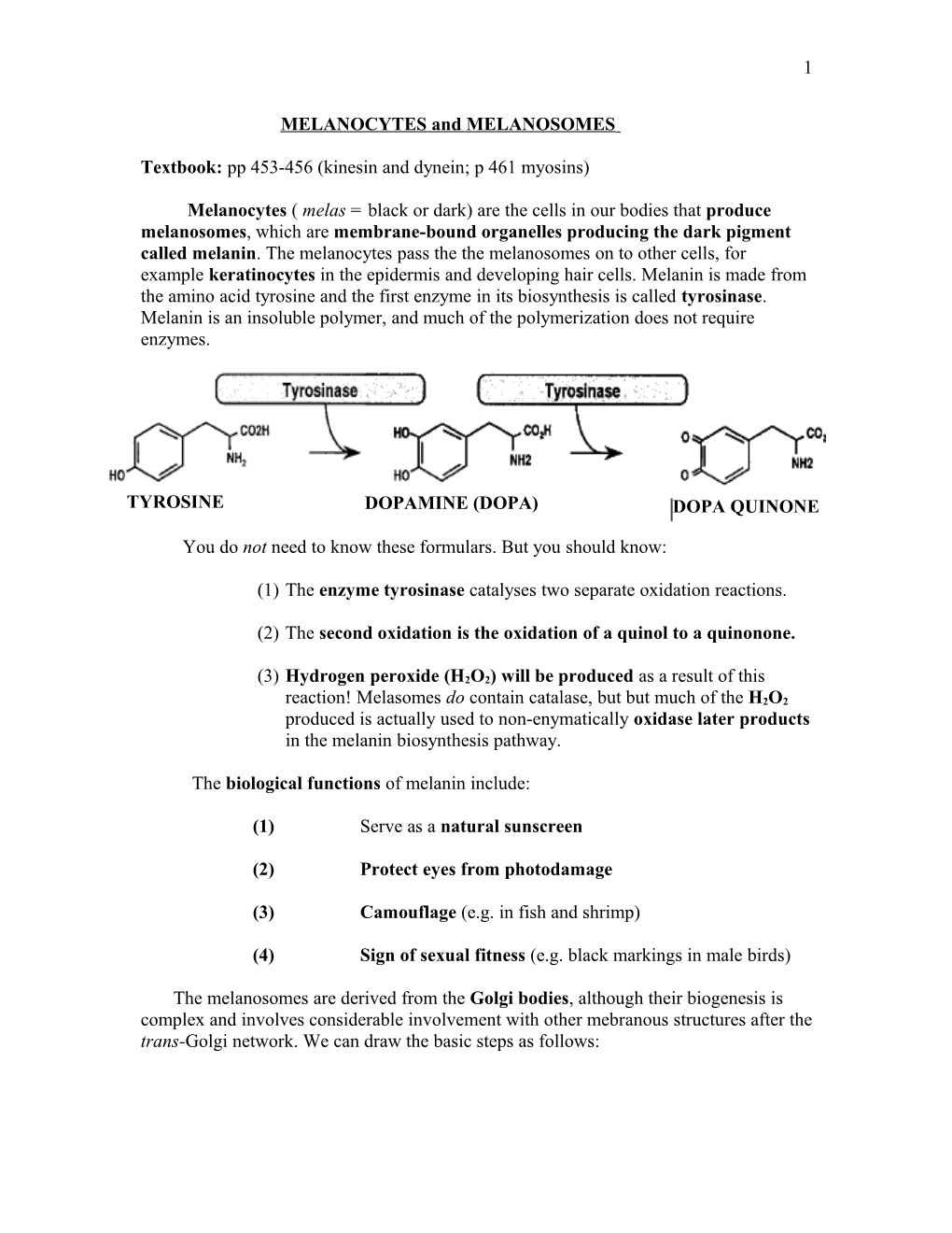 Melanocytes, Melanosomes, and Keratinocytes