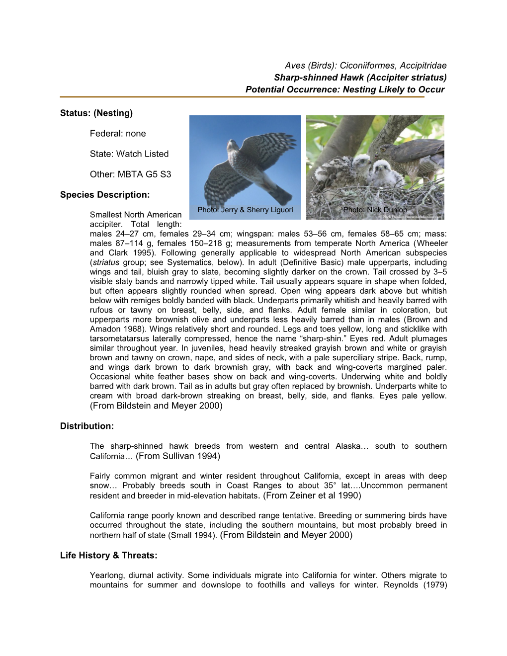 Sharp-Shinned Hawk (Accipiter Striatus)