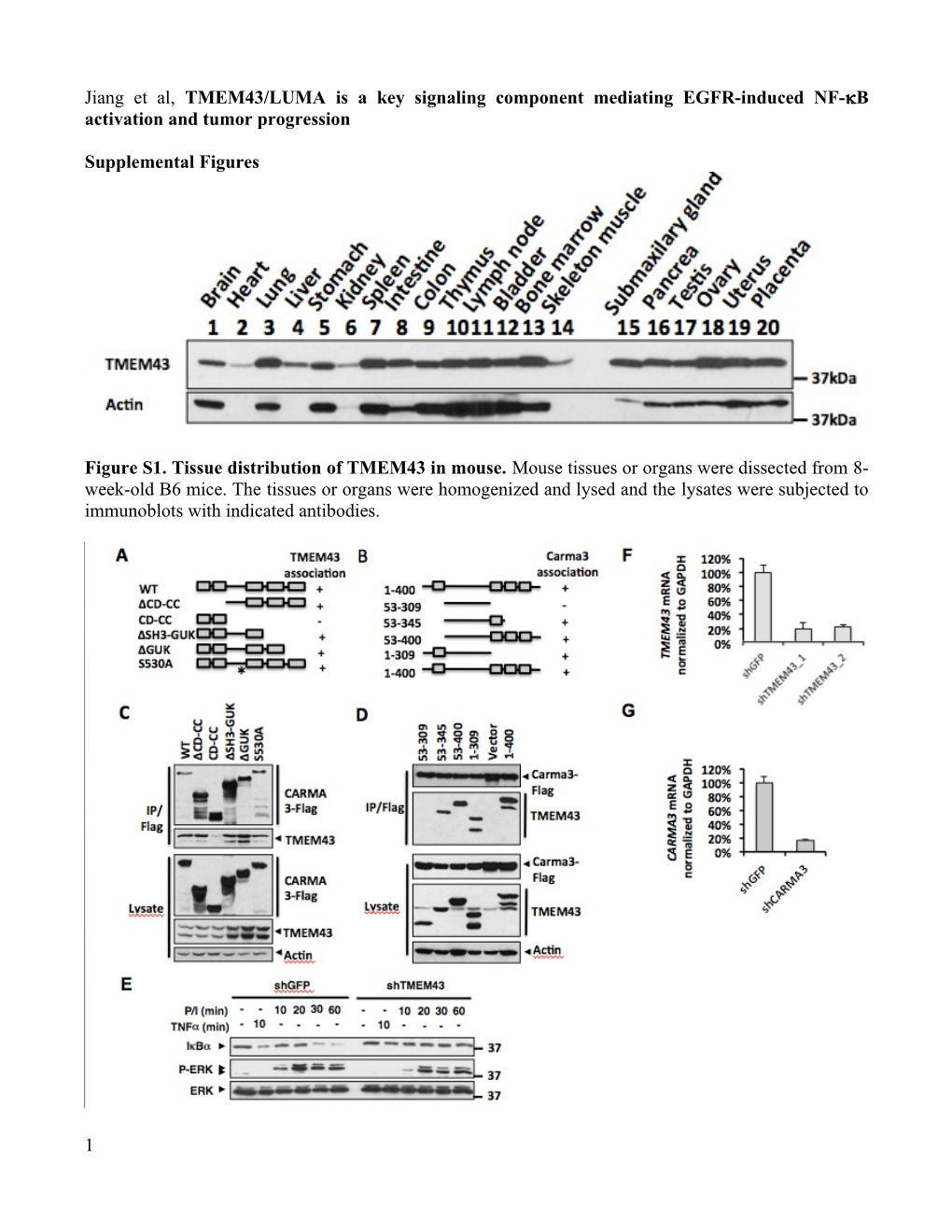 Jiang Et Al, TMEM43/Lumais a Keysignaling Component Mediating EGFR-Induced NF- B Activation