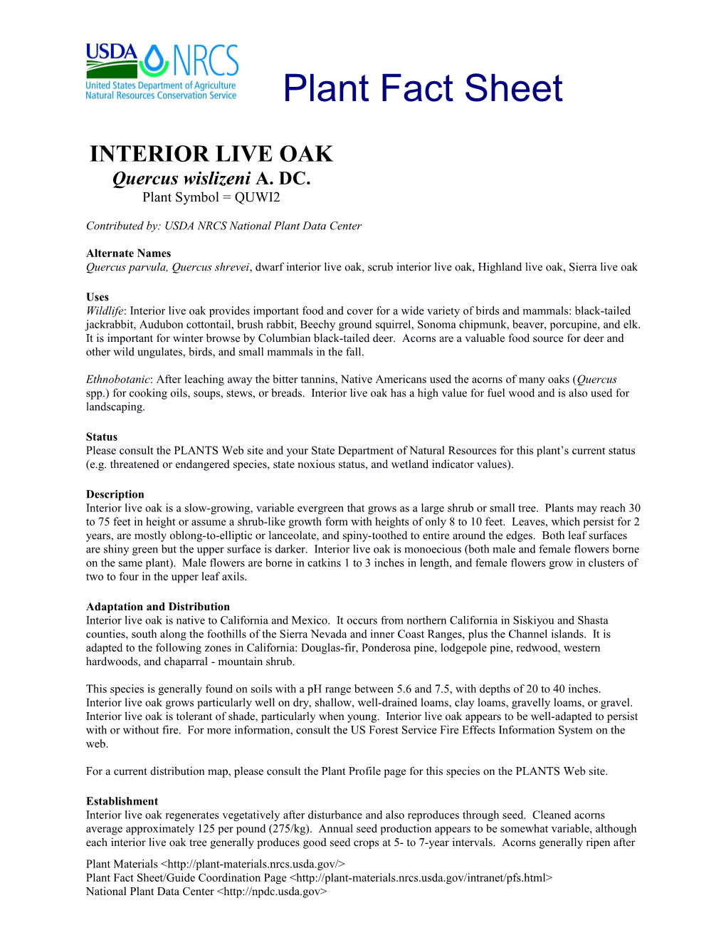 Interior Live Oak