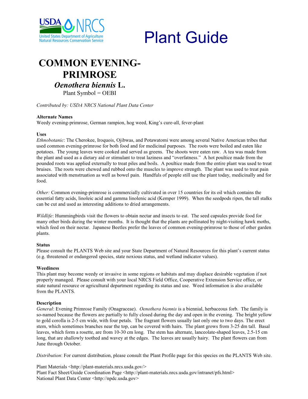 Common Evening-Primrose