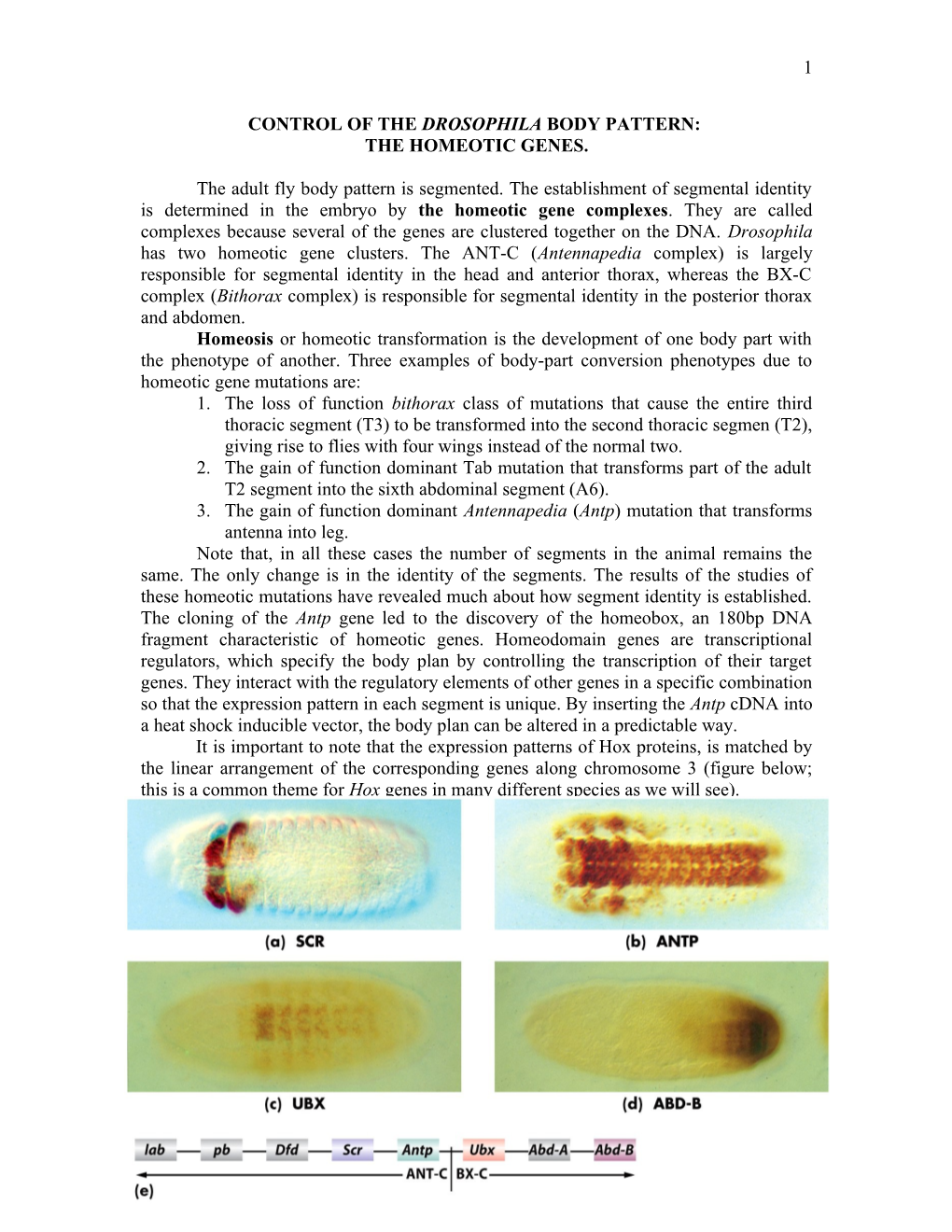 Control of the Drosophila Body Pattern