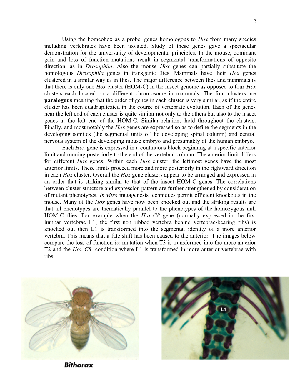 Control of the Drosophila Body Pattern
