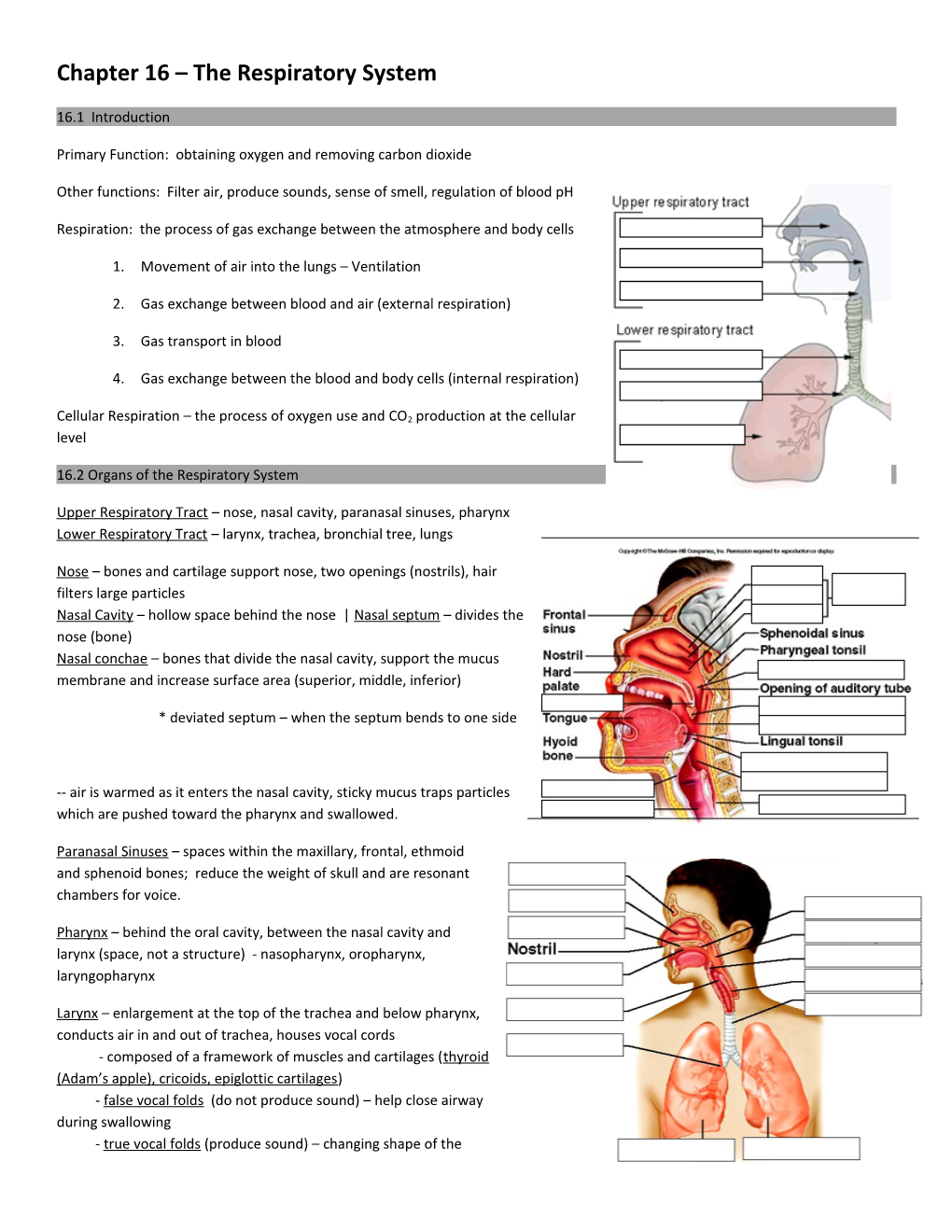 Chapter 16 the Respiratory System