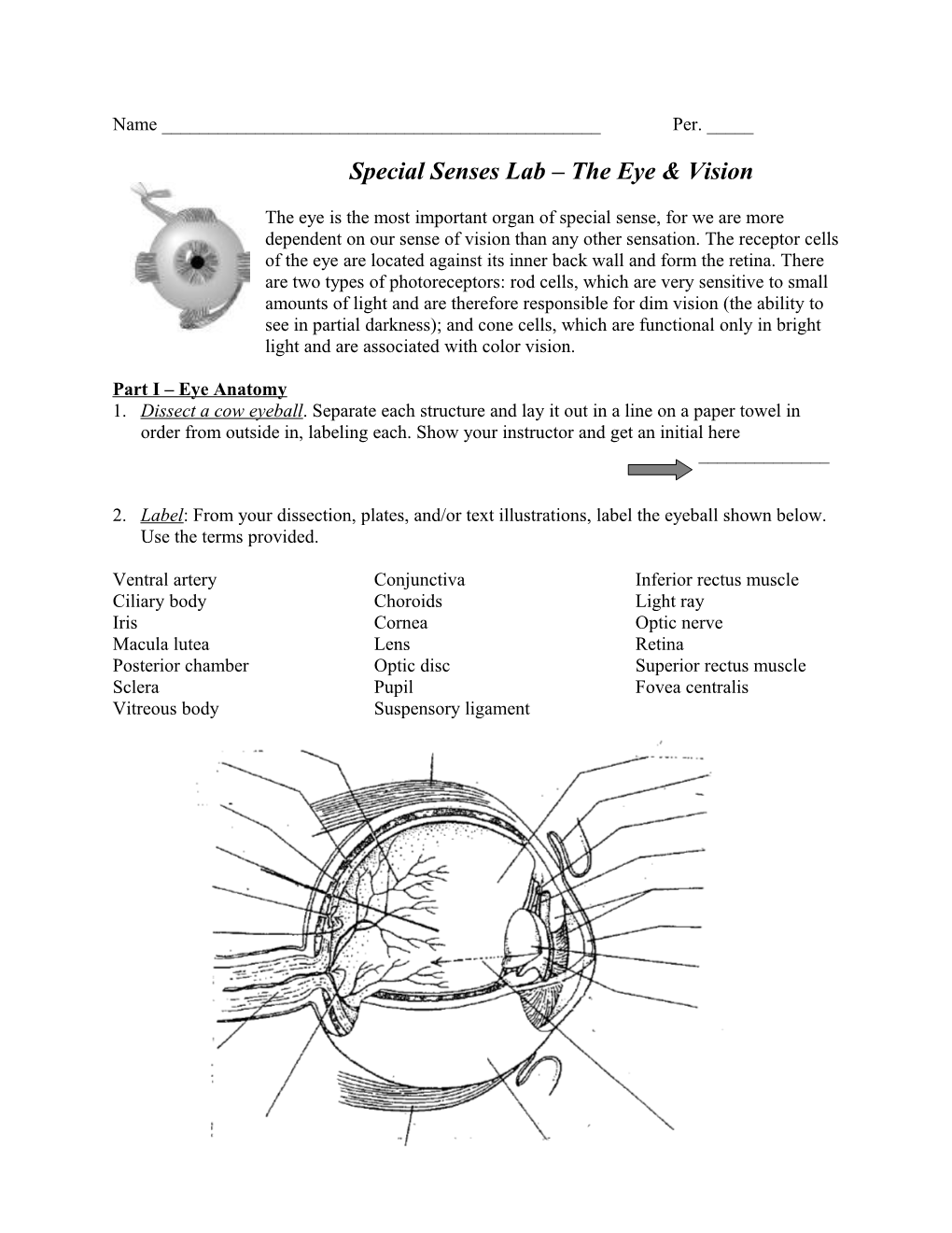 Part I Eye Anatomy