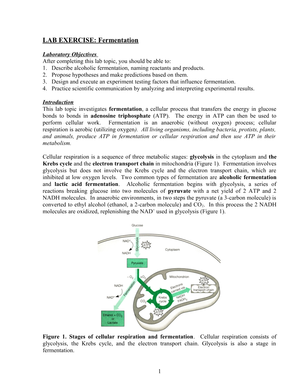 LAB EXERCISE: Fermentation