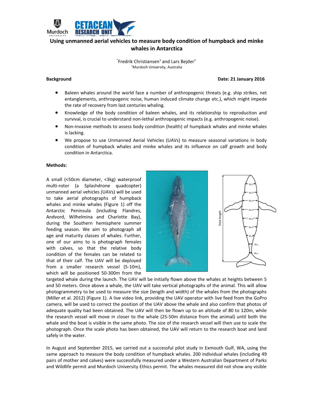 Using Unmanned Aerial Vehicles to Measure Body Condition of Humpback and Minke Whales