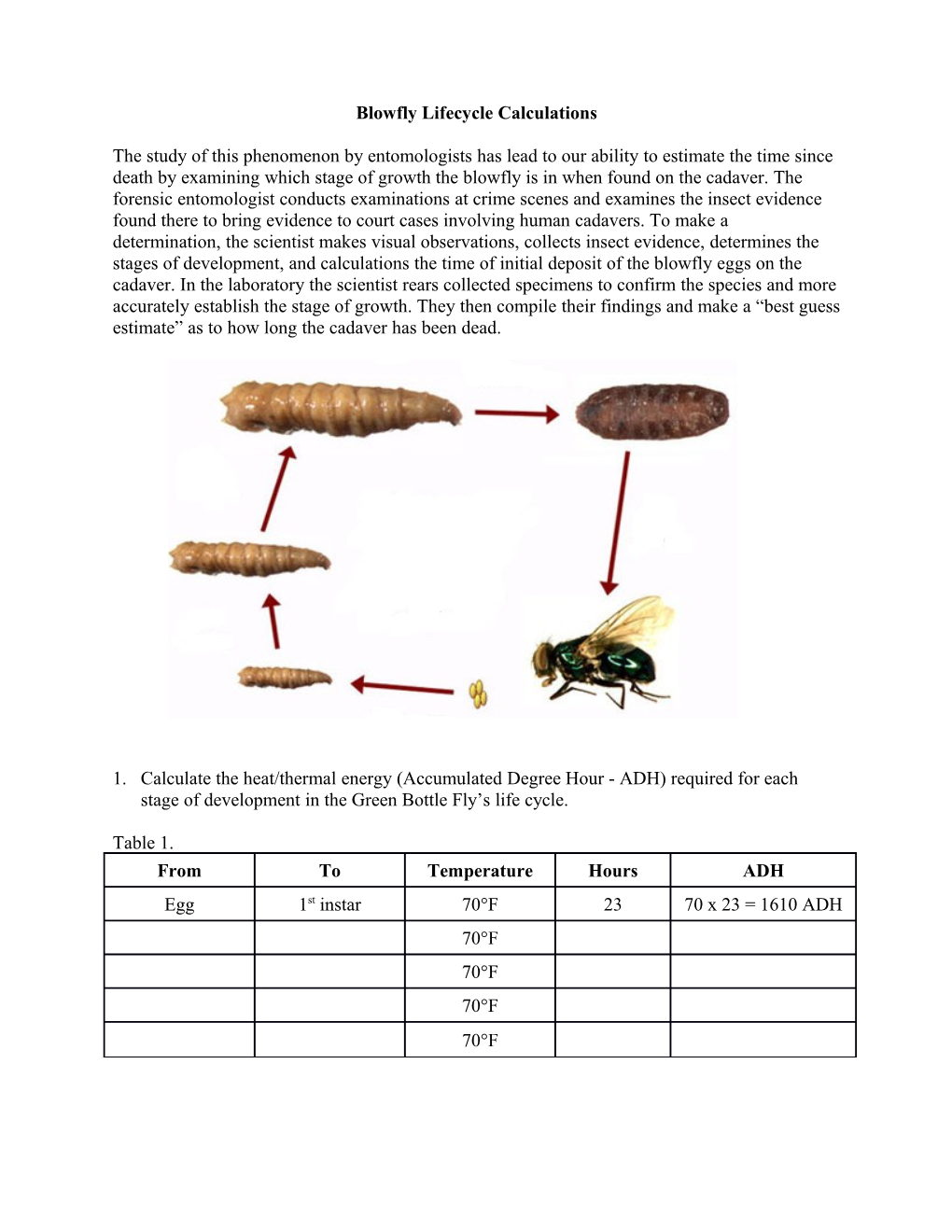 Blowfly Lifecycle Calculations