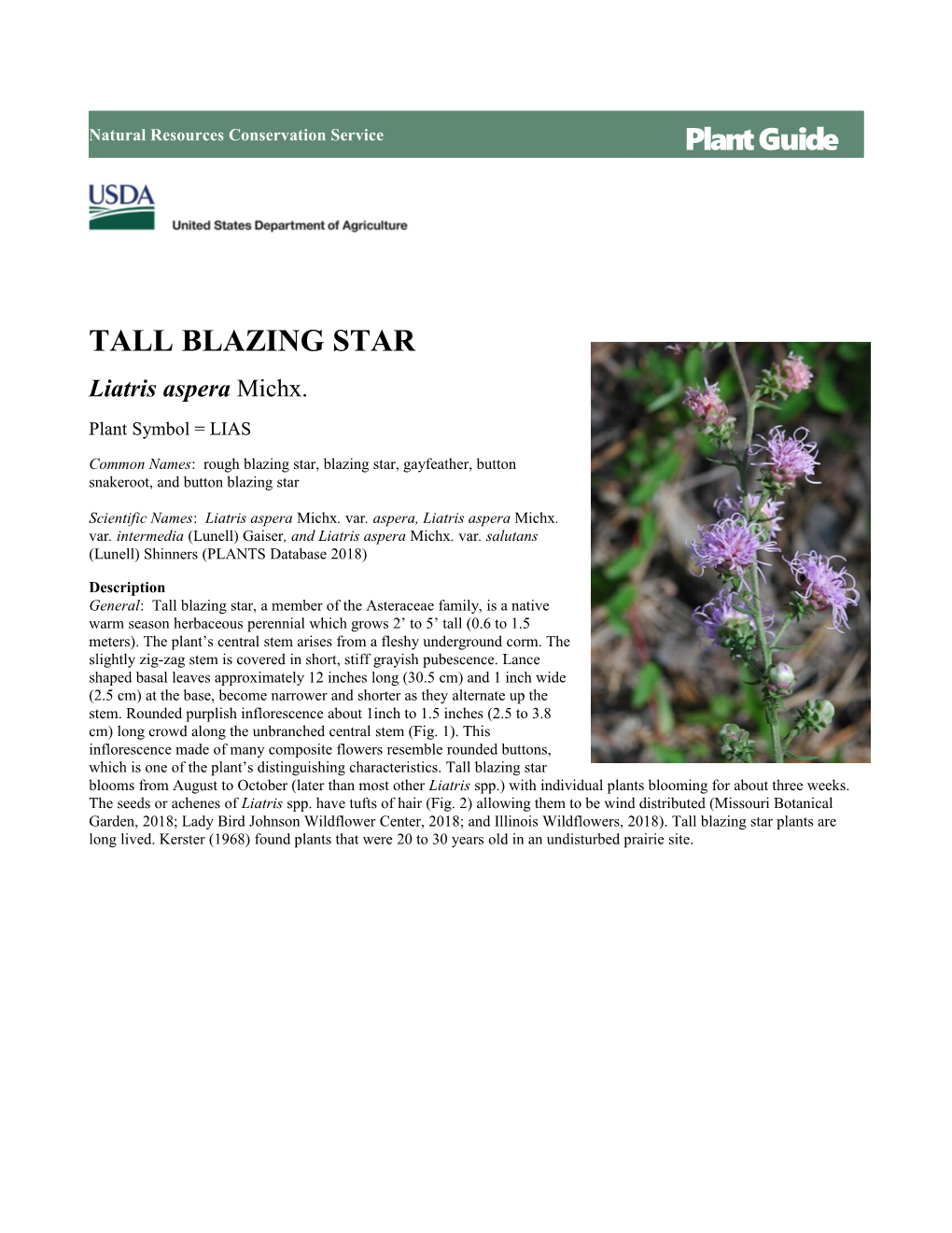 Tall Blazing Star (Liatris Aspera) Plant Guide