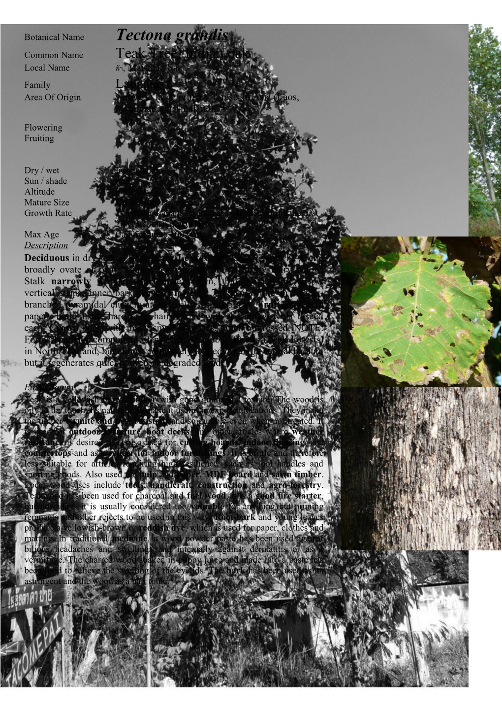 Common Name Teak Tree, Indian Oak