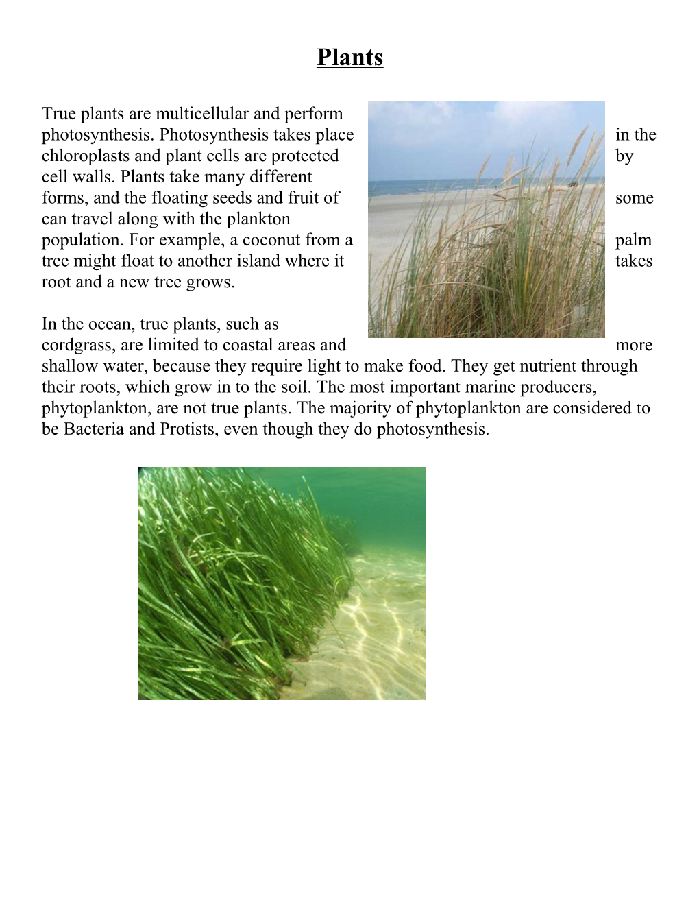 True Plants Are Multicellular and Perform Photosynthesis. Photosynthesis Takes Place In