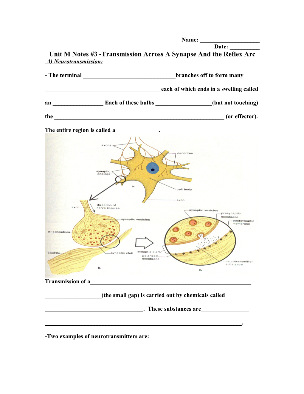 Unit M Notes #3 -Transmission Across a Synapse and the Reflex Arc