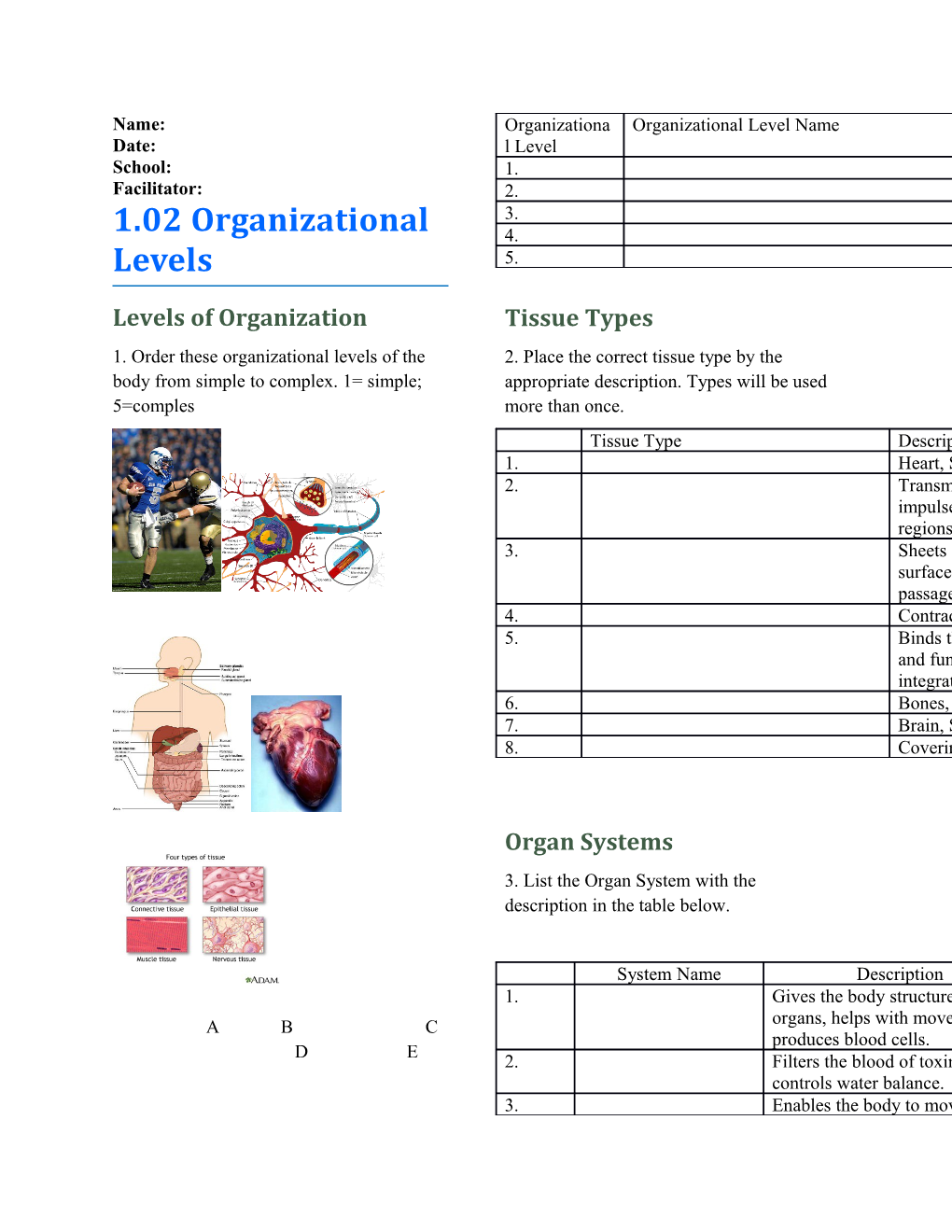 1. Order These Organizational Levels of the Body from Simple to Complex. 1= Simple; 5=Comples