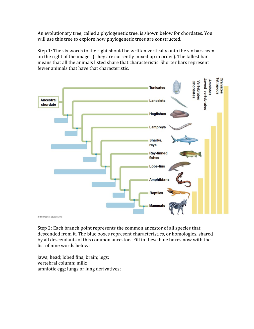 An Evolutionary Tree, Called a Phylogenetic Tree, Is Shown Below for Chordates. You Will