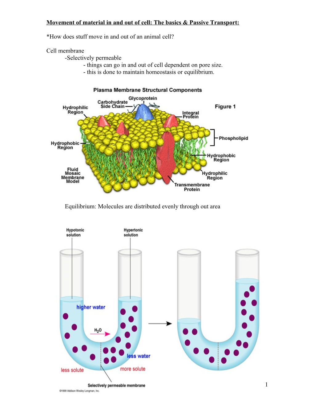 Chapter 9: Movement of Material in and out of Cell