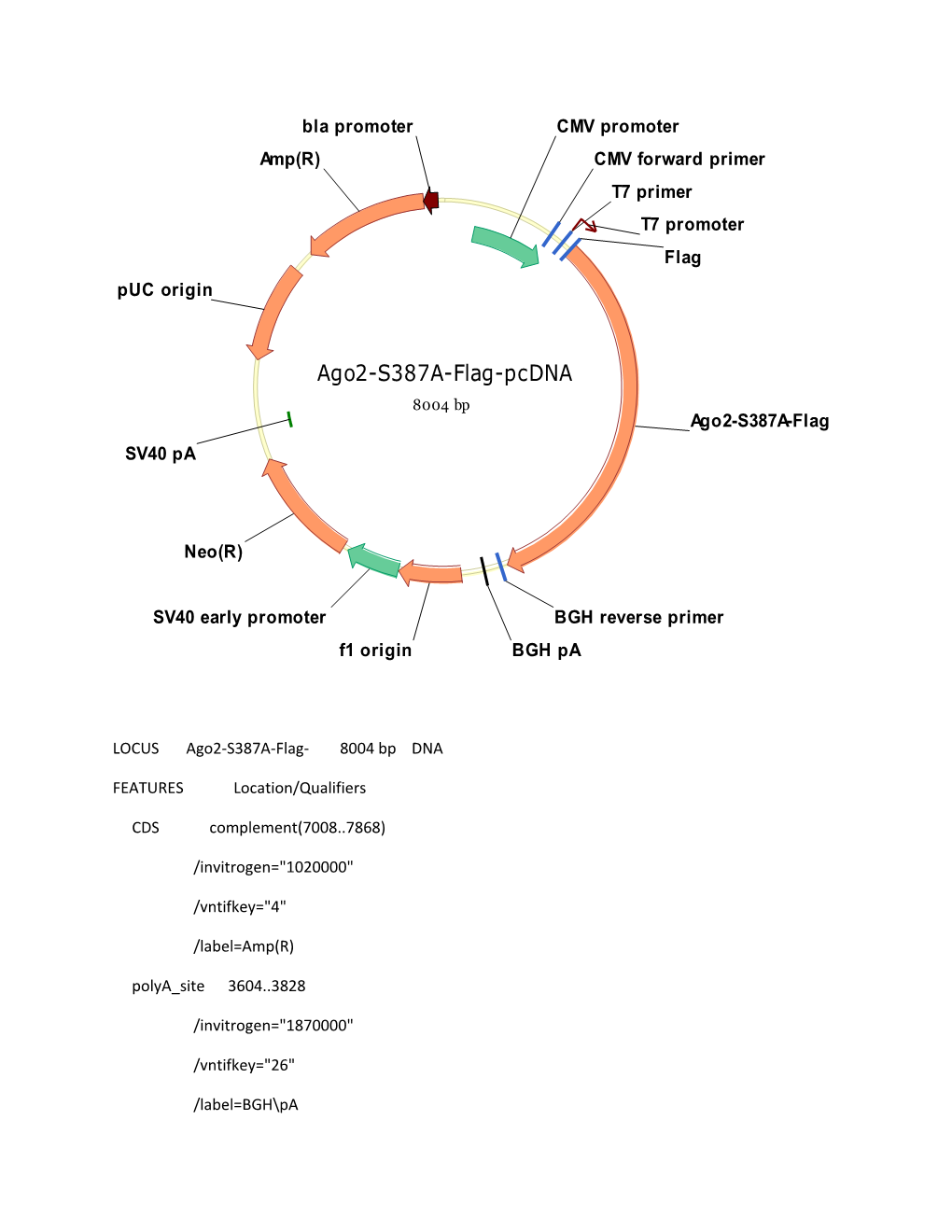LOCUS Ago2-S387A-Flag- 8004 Bp DNA