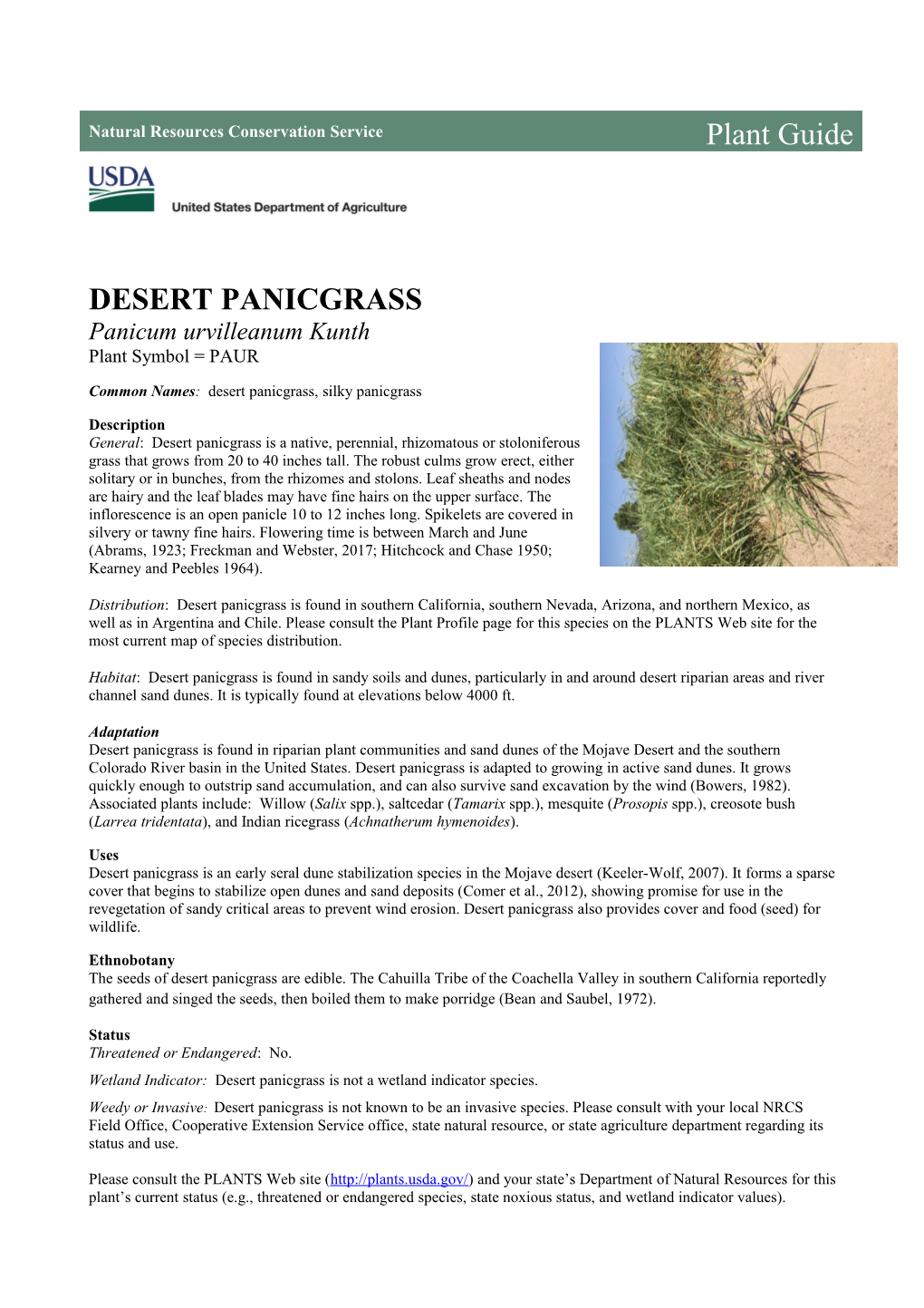 Desert Panicgrass (Panicum Urvilleanum) Plant Guide