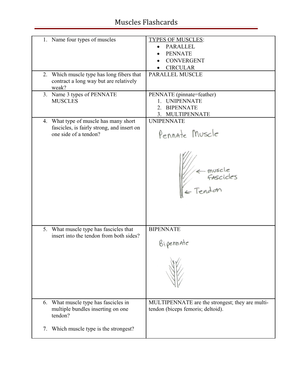 Muscles Review Sheet