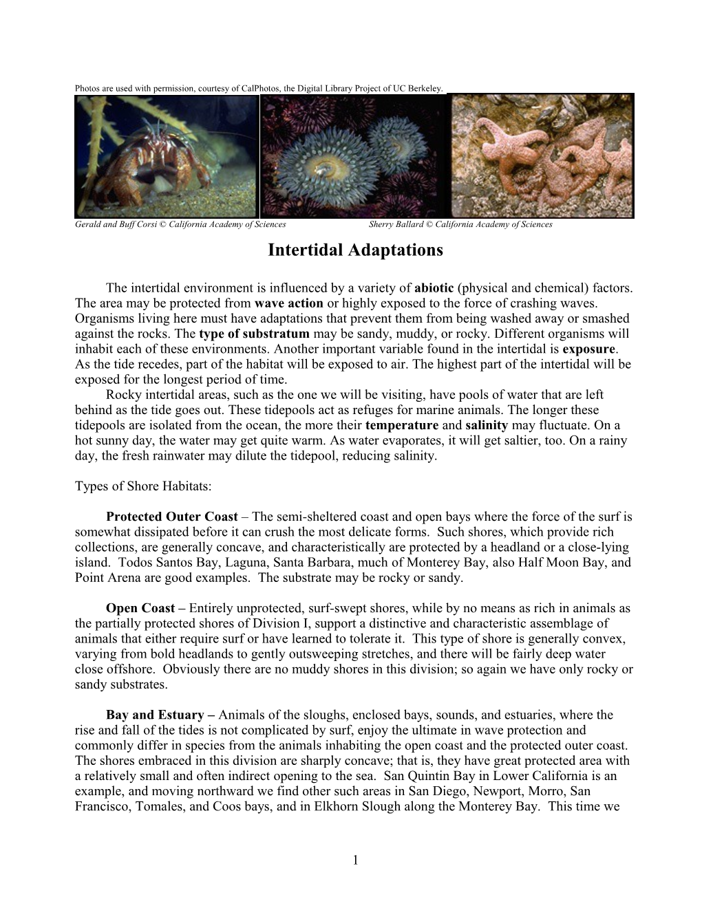 Intertidal Adaptations: A Qualitative Description Of Life Between Tides