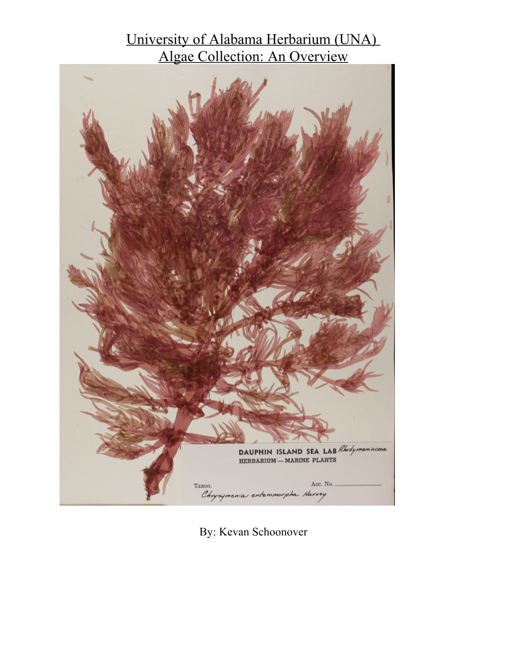 University of Alabama Algae Collection: an Overview