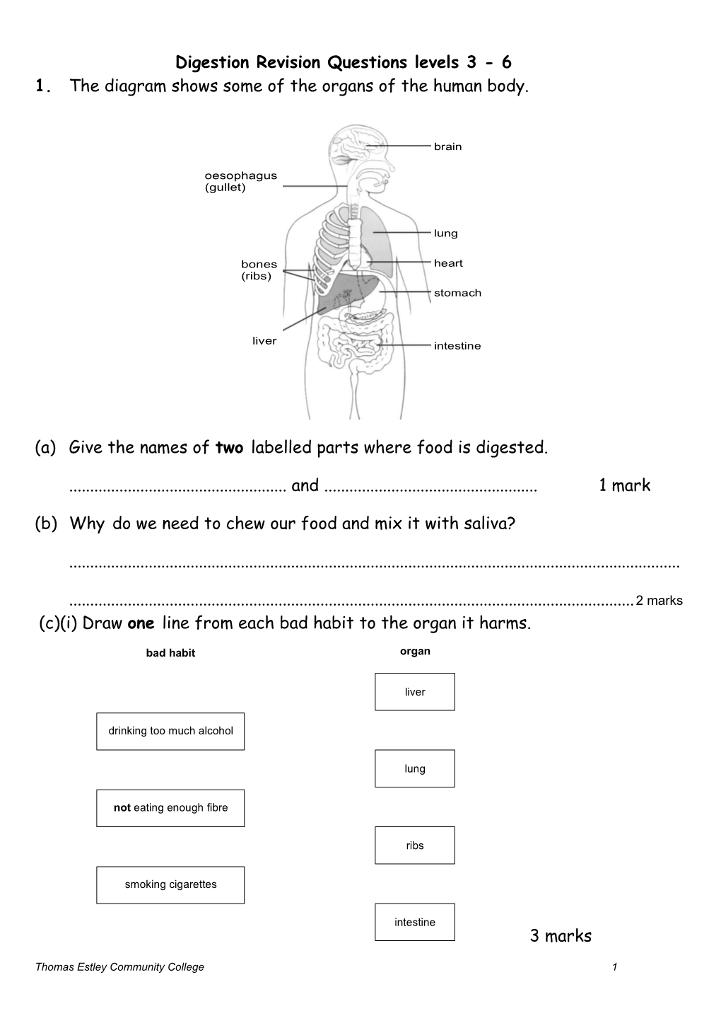 Digestion Revision Questions Levels 3 - 6