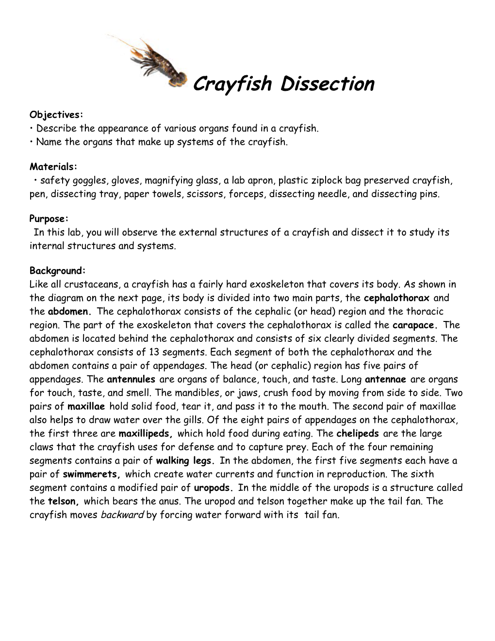 Procedure Part 1 External Anatomy of a Crayfish