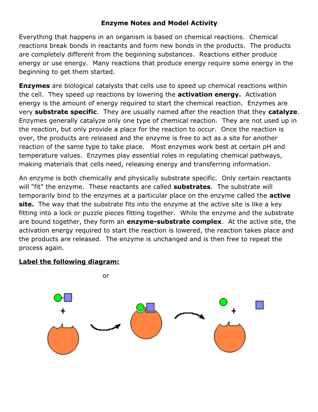 Enzyme Notes and Model Activity