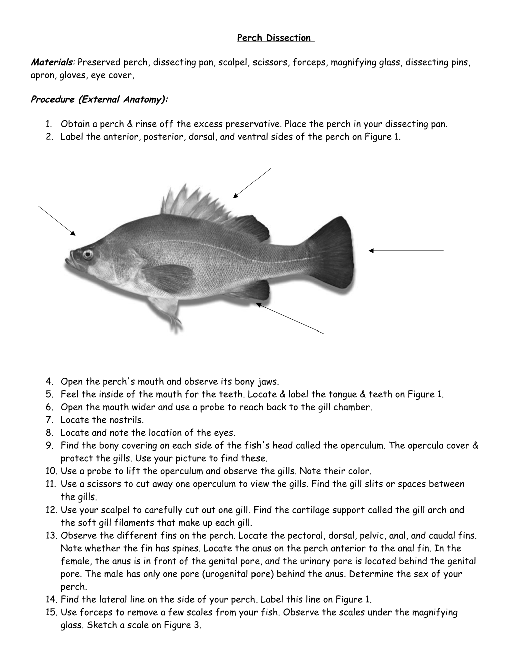 4. Open the Perch's Mouth and Observe Its Bony Jaws