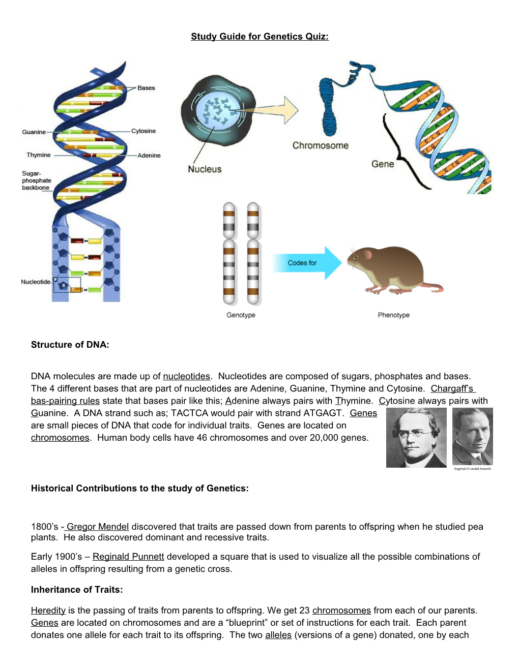 Study Guide for Genetics Quiz