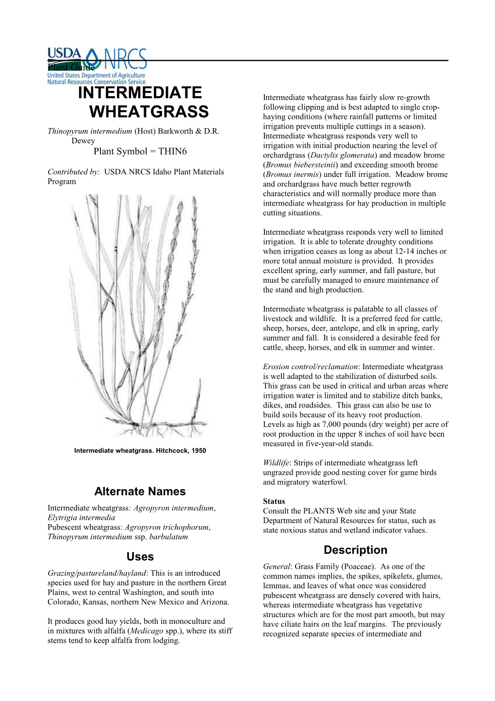 Plant Guide For Intermediate Wheatgrass (Thinopyrum Intermedium)