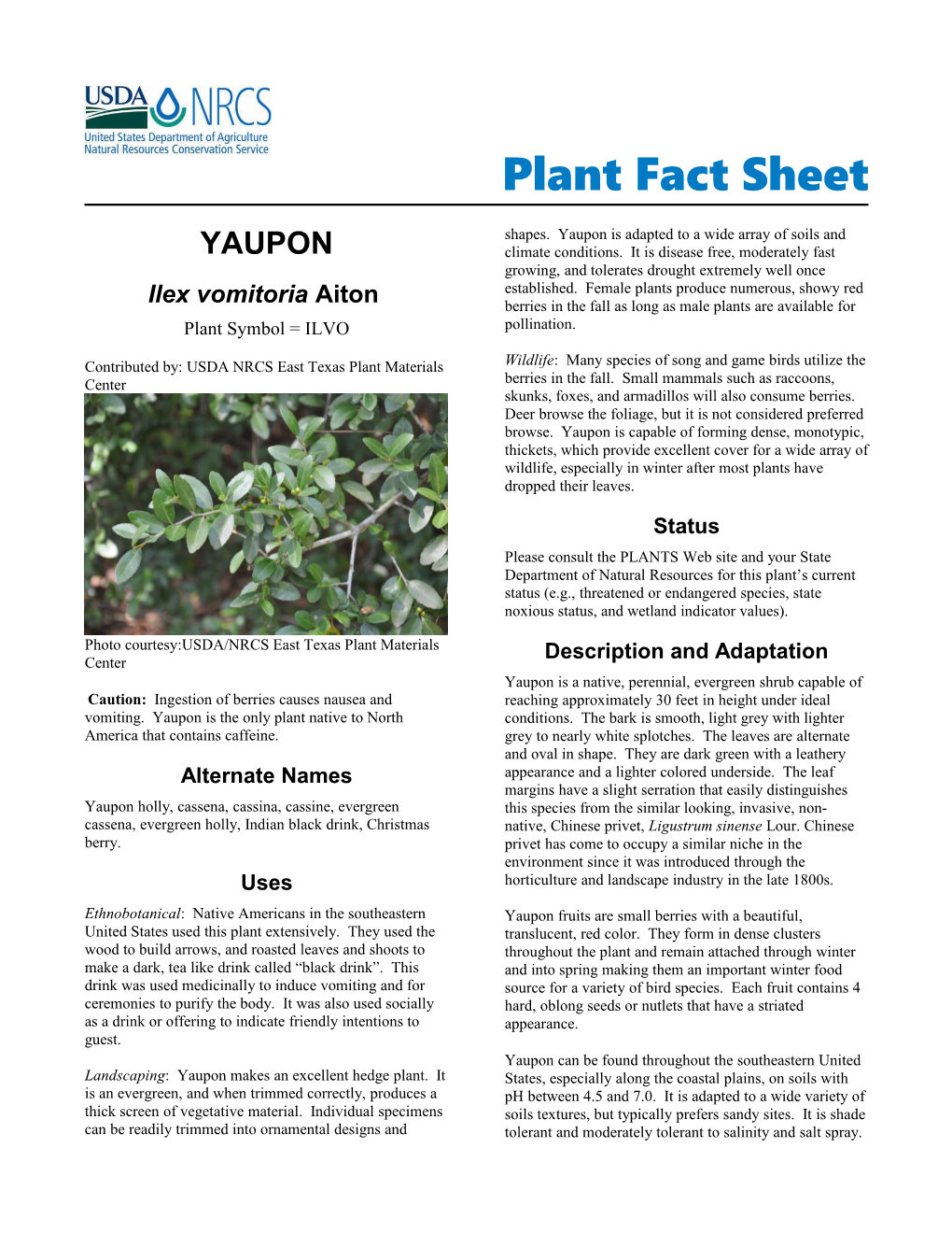 Yaupon, Ilex Vomitoria, Plant Fact Sheet