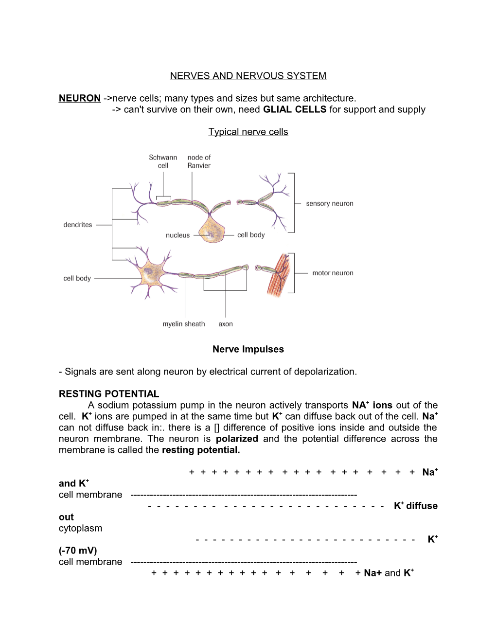 Nerves and Nervous System