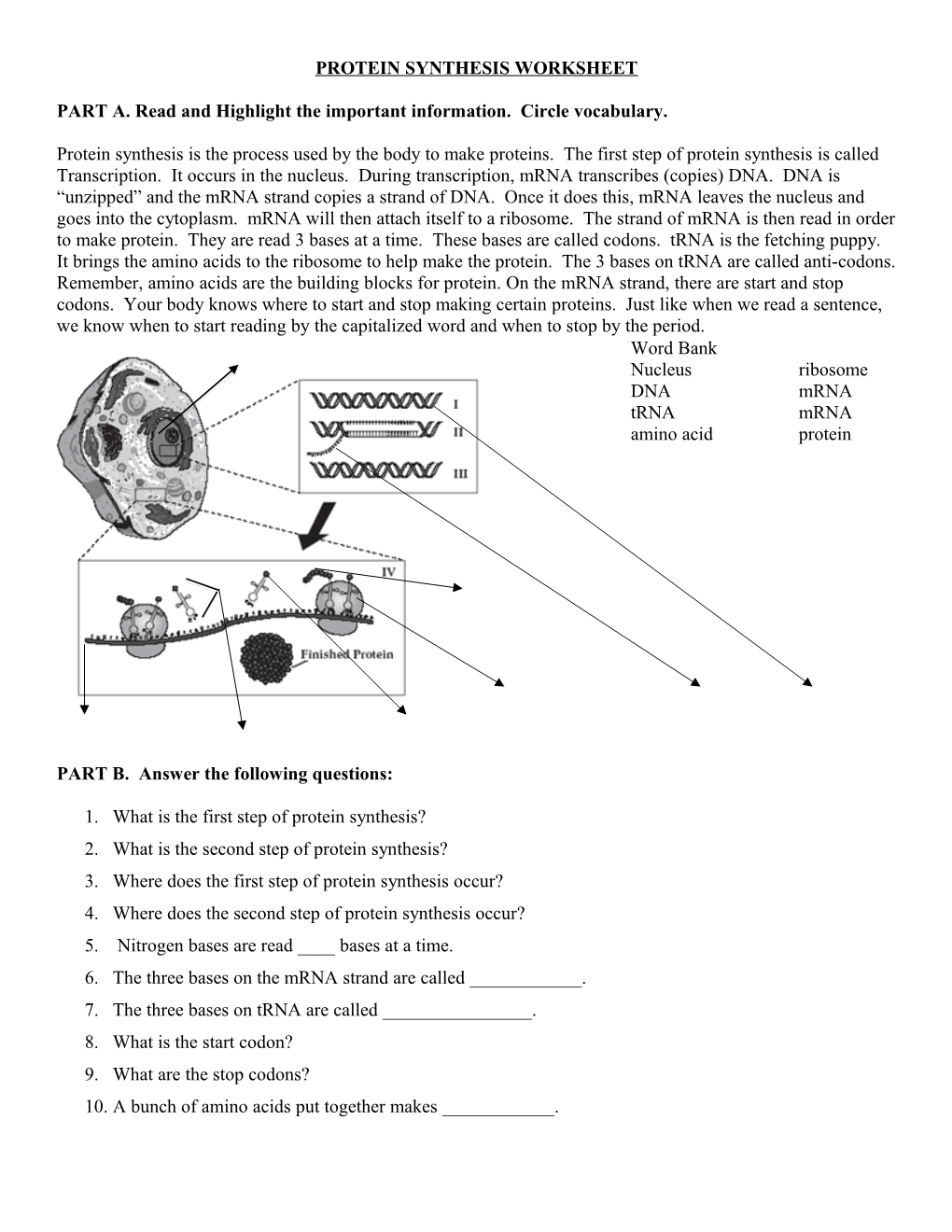 Protein Synthesis Worksheet s2